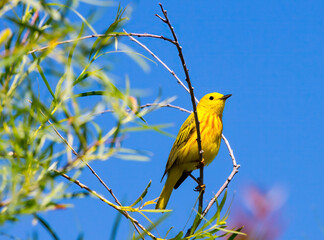 An American Warbler perched in a tree. Taken in Alberta, Canada