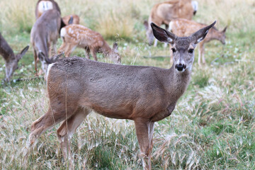 Side profile of a female mule deer