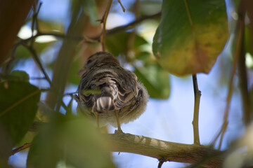 female Asian house Sparrow wild life animal outdoor bird watching nature finches on tree leaf blue sky plants