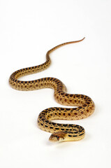 Pine snake // Bullennatter, Kiefernnatter (Pituophis melanoleucus)