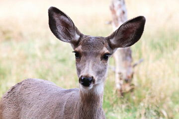 Closeup of a female mule deer head