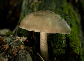 Detailed close up of light brown dome shaped wild mushroom in a forest setting with dead leaves and green moss.
