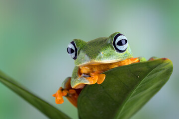 Black-webbed tree frog ( Rhacophorus reinwardtii )  hanging on a leaf