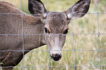 A female mule deer looks through a wire fence