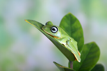 Black-webbed tree frog ( Rhacophorus reinwardtii )  hanging on a leaf