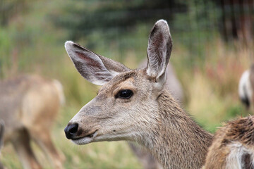 Naklejka na ściany i meble Closeup of the side of a female mule deer head