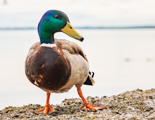 Ente
