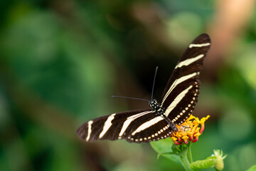 Schmetterling