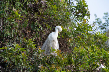 Egret, beautiful and huge nest of herons in Brazil. Selective focus.