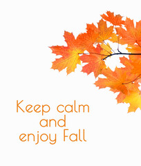 Autumnal maple leaves on white background. 
