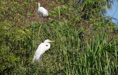 Egret, beautiful and huge nest of herons in Brazil. Selective focus.