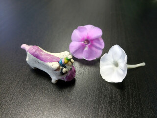A multi-colored unicorn lies on the table next to petunias