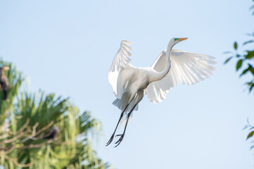 Egret, Graceful flight of a beautiful heron in Brazil. Selective focus.