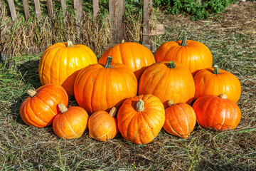 Natural autumn fall view pumpkin on eco farm background. Inspirational october or september wallpaper. Change of seasons, ripe organic food concept. Halloween party Thanksgiving day.