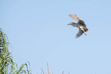 Savacu, beautiful flight of an aquatic bird called savacu in Brazil. Selective focus.