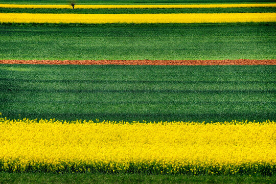 Rapeseed fields and grassland landscape, Italy