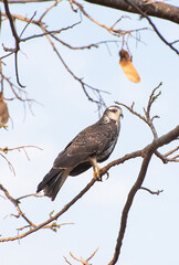Snail Hawk sitting on a branch. Selective focus.