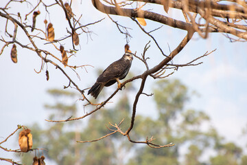 Snail Hawk sitting on a branch. Selective focus.