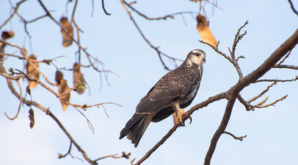 Snail Hawk sitting on a branch. Selective focus.