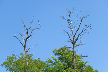 Two dried acacia trees on blue sky - And around them young acacias