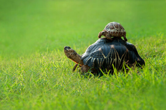 Baby tortoise on top of a turtle in a garden, Indonesia