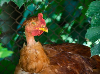 Chickens in a chicken coop in the countryside in the open air. Chickens on the farm on a sunny day. Homemade rural chickens