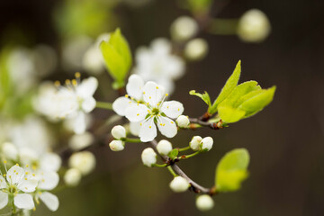 Defocused floral background with cherry blossoms on green leaves