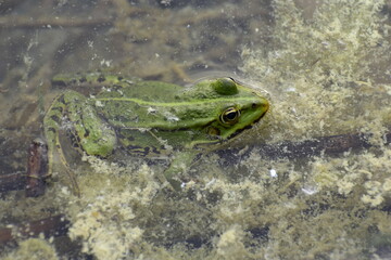 green pool frog emerging from water