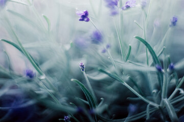 heather field