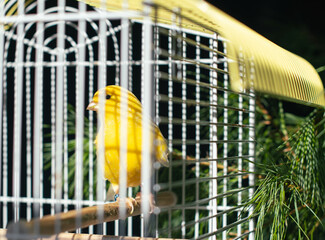Bird in a cage in natural morning light