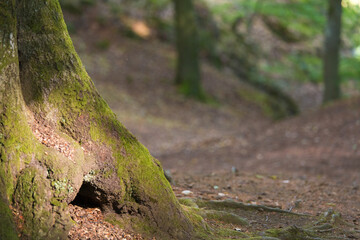 Obraz premium Animal tree house in Skåne