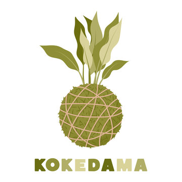 Kokedama japanese moss ball plant. Gardening at home. Vector illustration.