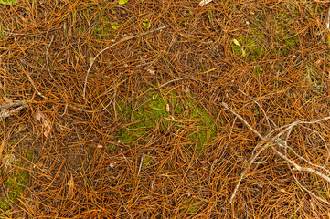 ground detail texture of dried pine needles