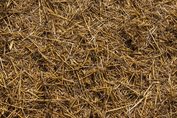 Stubble in the field after harvest. Cut stalks of cereals in the field. Slender rows of grain crops