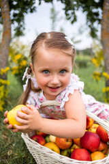 Autumn harvest. Basket with apples. Little girl with a basket of apples in the garden. Red apples