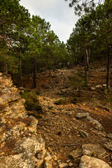path to the top of the mountain among the rocks and trees