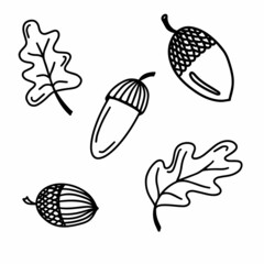 Vector doodle autumn set with acorns and oak leaves isolated on white background. Cute illustration for seasonal design, textile, decoration kids playroom or greeting card. Hand drawn gifts of fall.