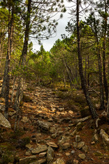 stone path in the middle of the trees in the mountain