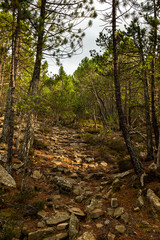 Fototapeta premium stone path in the middle of the trees in the mountain