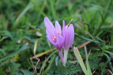 Zafferano 2 © Desir