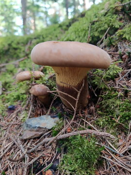 Nahaufnahme Samtfu&szlig;krempling auf bemoostem Waldboden