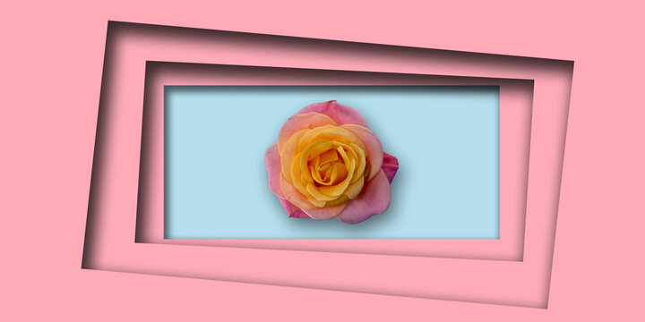 Rose flower in a pink frame