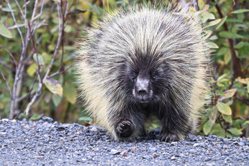 A fat porcupine walks out onto a highway road