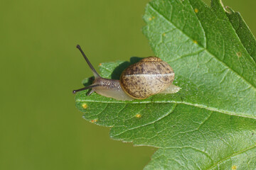 Young garden snail (Cornu aspersum) crawling on a leaf. Family land snails (Helicidae). September, in a Dutch garden