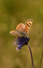 Small copper butterfly on scabious flower
