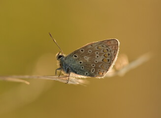 Female common blue butterfly at sunset