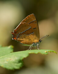 Fototapeta na wymiar Brown Hairstreak Butterfly