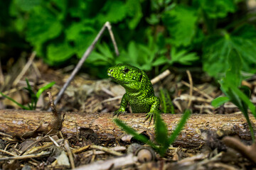 A green lizard on a twig. Lacerta viridis is a species of lizard of the genus Green lizards