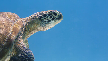 Sea Turtle Swimming