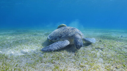 Turtle Swimming in the Ocean
